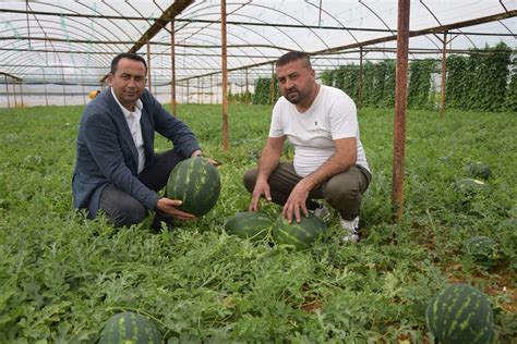 Kilogram Tl Olan Ilk Hasat Karpuz Reticinin Y Z N G Ld Rd