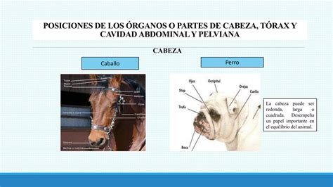 Anatom A Topogr Fica Comparada Entre El Equino Y Canino Ppt