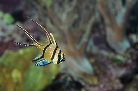 Cardinalfish Perch Aquarium - Free photo on Pixabay
