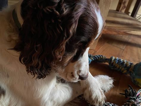 Wallylama English Springer Spaniels at Mary Bevis blog