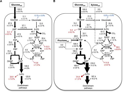 Frontiers Flux Connections Between Gluconate Pathway Glycolysis And