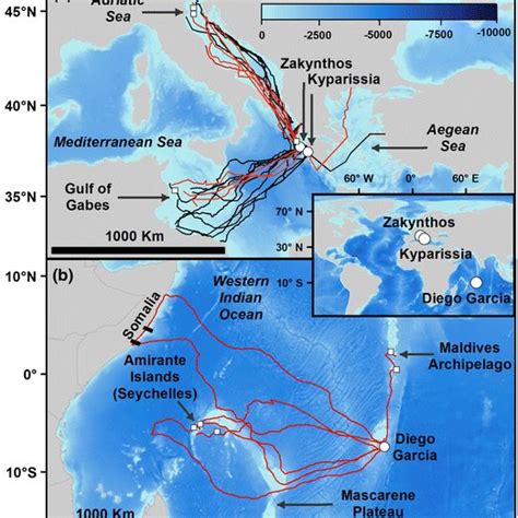 Migratory Routes Of A Loggerhead Sea Turtles And B Green Sea Turtles