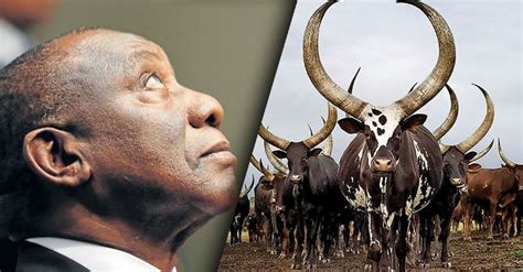 SARS: No record that Phala Phala buffalo buyer declared his dollars ...