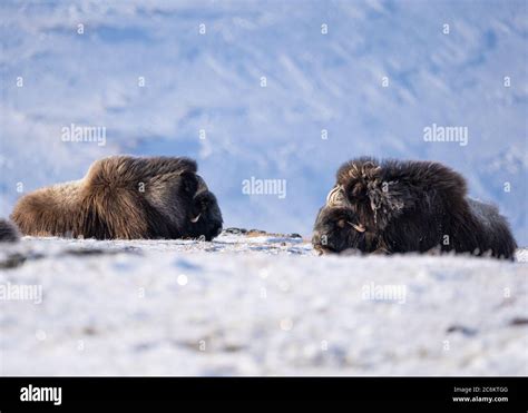 The Muskox With Scientific Name Ovibos Moschatus In Dovrefjell