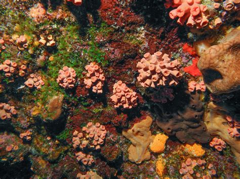 Navassa Island Coral Reef Research Coral Disease Reef Fish