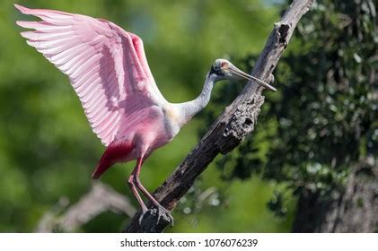 152 Baby spoonbill Images, Stock Photos & Vectors | Shutterstock