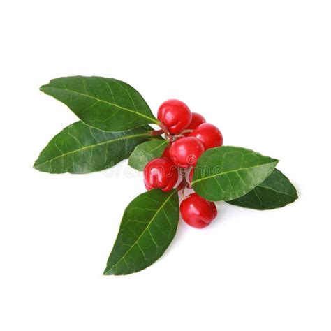 Wintergreen Berries with Foliage on White Background Wintergreen ...