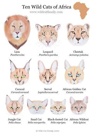 Wild Cat Posters ~ Wild Cat Charts ~ Big Cat Prints