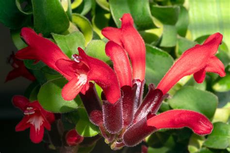 Aeschynanthus Images – Browse 214 Stock Photos, Vectors, and Video ...