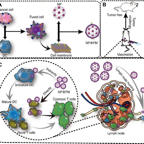 A Schematic Of Preparing M Macrophage Membrane Coated Nanoparticles