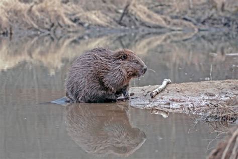 Best Beaver Den Stock Photos Pictures And Royalty Free Images Istock