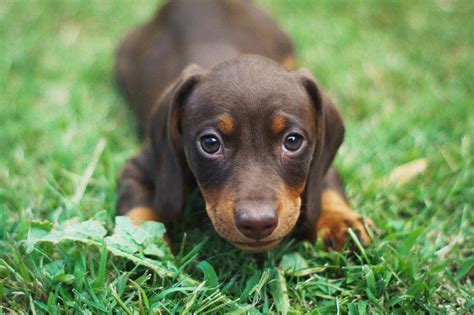 8 razas de perro que destacan por su buen carácter Sociedad La