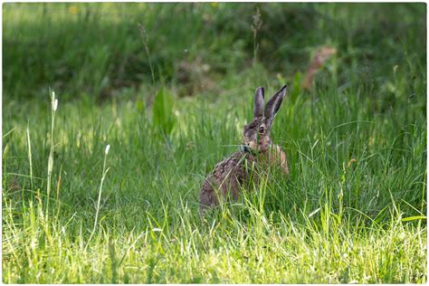 Der Feldhase Versteckt Sich Gerne Im Hohen Gras Selma Barbara Flickr