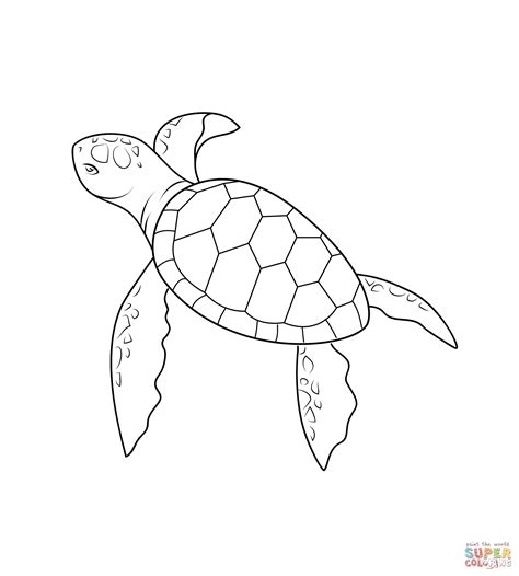 Baby Sea Turtle Drawing At Explore Collection Of