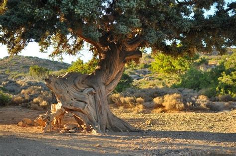 Dit Zijn De Oudste Bomen Ter Wereld Eentje Heeft Magische Wortels