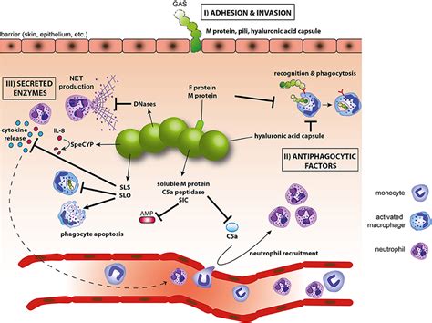 Streptococcus Of The Skin Pictures Photos