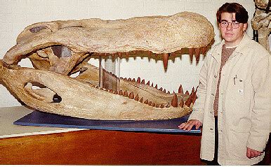 Purussaurus skull. : r/Naturewasmetal