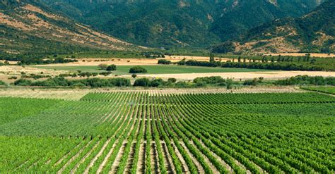 Colchagua Valley Wine Region In Chile