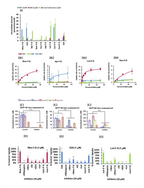 The OATP Uptake Kinetics And The Effect Of Glucuronide Structures And