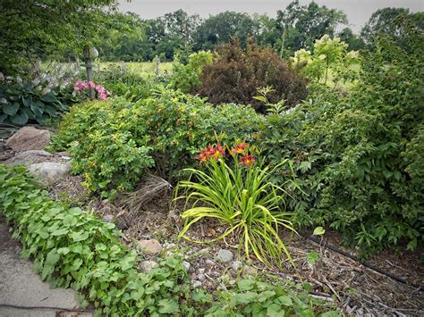 Hemerocallis Brown Witch W Daylily U Hemerocallis Flickr