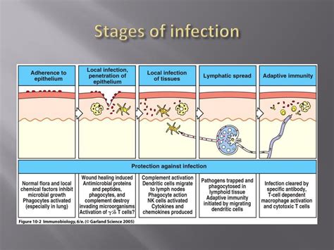 Stages Of Wound Infection