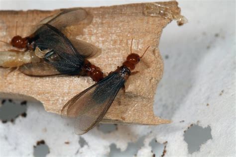 What Do Flying Termites Look Like Katynel