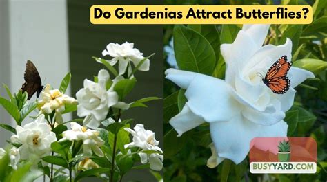 Do Gardenias Attract Butterflies Busyyard