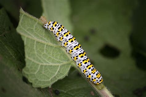 A Truly Helpful Caterpillar Identification Chart - Animal Sake