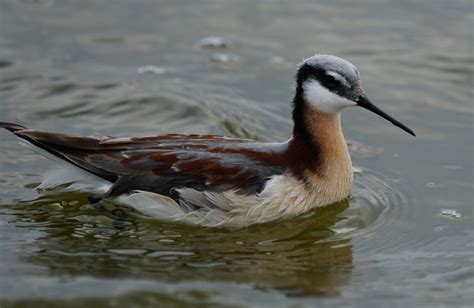 O que torna as aves limícolas tão únicas