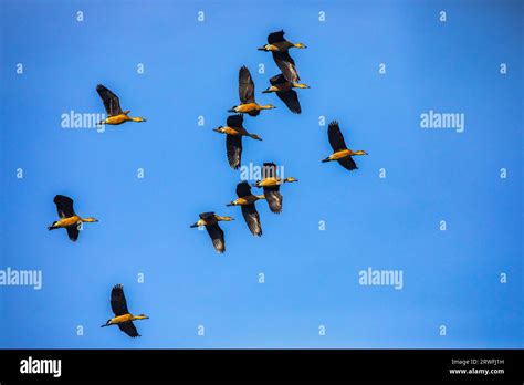 A Flock Of Migratory Birds Flying Over The Sky Of Jahangirnagar