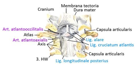 linkmap wirbel bänder des atlas und axis Yogabuch