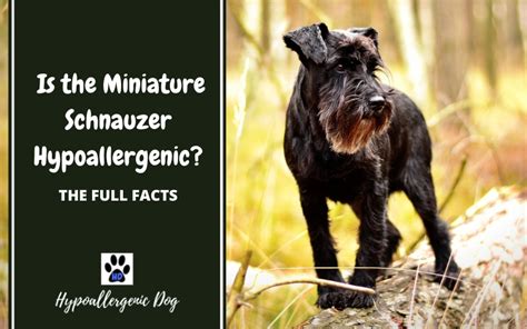 Is the Miniature Schnauzer Hypoallergenic?