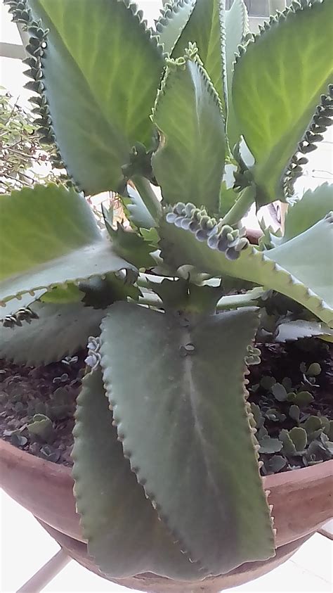 Se Puede Comer Pepino Tomando Sintrom 6