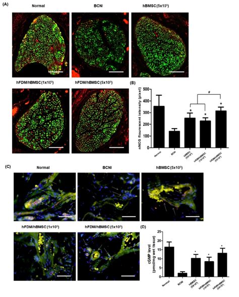 Expression Of Nnos And Enos And Level Of Cgmp In Corpus Cavernosum