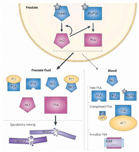 Prostate Specific Antigen Psa Subforms And Interactions Download