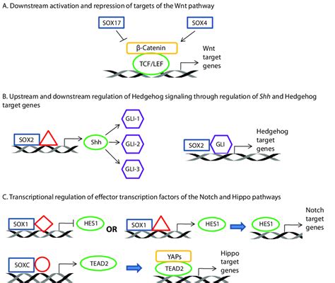 Involvement Of Sox Proteins In Various Developmental Pathways That Have Download Scientific