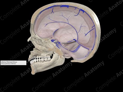 Inferior Petrosal Sinus | Complete Anatomy