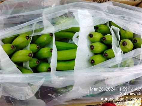 A Grade G9 Cavendish Banana Packaging Type Carton Packaging Size 13