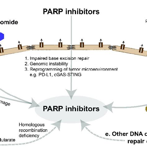 Overview Of Parp Inhibitor Interactions Parp Inhibitors Need To