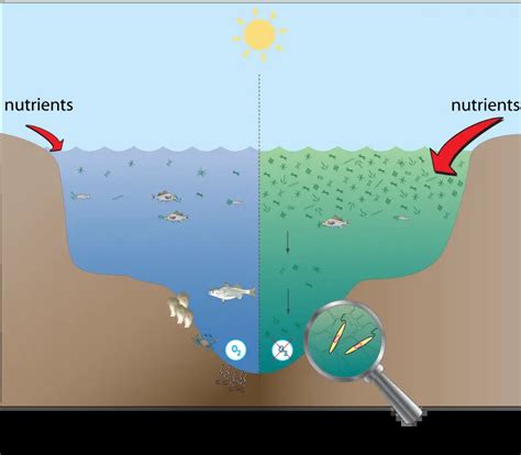 Ocean’s dead zones expanding; billfish more exposed to capture