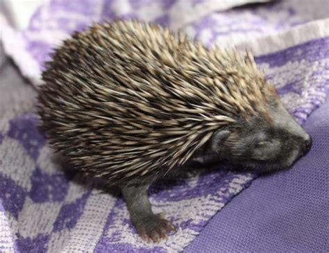 Baby Hedgehog Doing Well Pet Samaritans