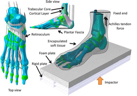 Finite Element Model Of The Foot And Ankle Complex Finite Element