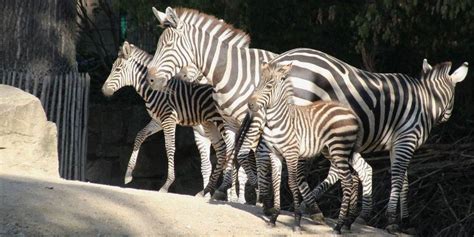 Doppelter Zebra Nachwuchs Im Zoo Hannoverde