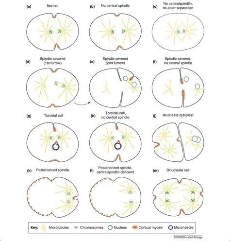 Geometrical conditions supporting cleavage-furrow formation in C.... | Download Scientific Diagram