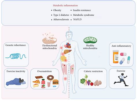 Prevention And Treatment Of Metabolic Inflammation Imbalance In Download Scientific Diagram