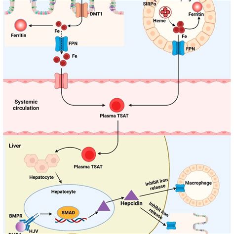 Brief Depiction Of The Systemic Iron Metabolism And Potential Iron Download Scientific Diagram