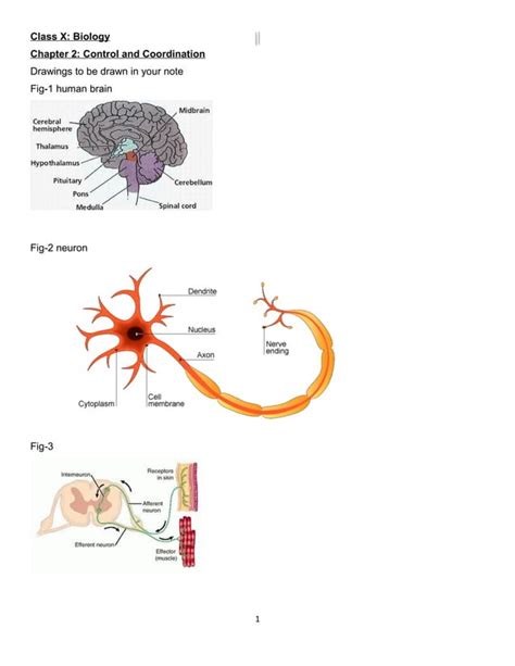 Chap 7 Control And Coordination Qa PDF