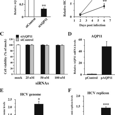 Model Of Mir 27b Mediated Promotion Of Hcv Replication Via