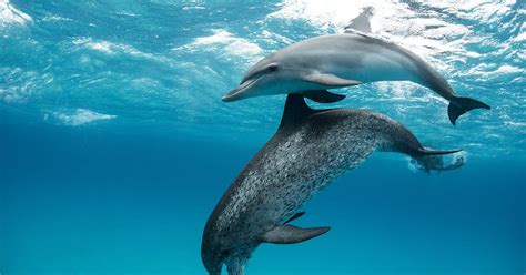 Curiosidades Sobre Os Animais Marinhos - 5