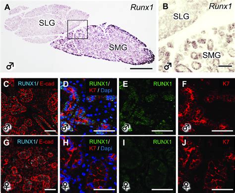 The Expression Of Runx In The Mouse Salivary Glands A B The Mrna